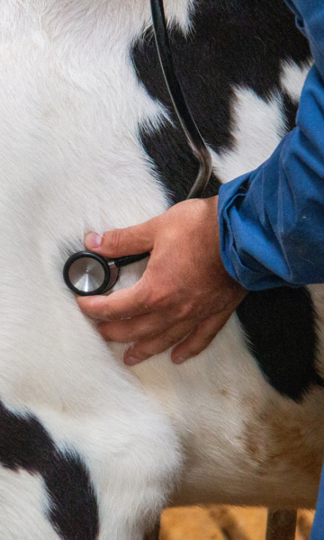 Afbeelding voor Kalvergezondheid:  Veel voorkomende problemen