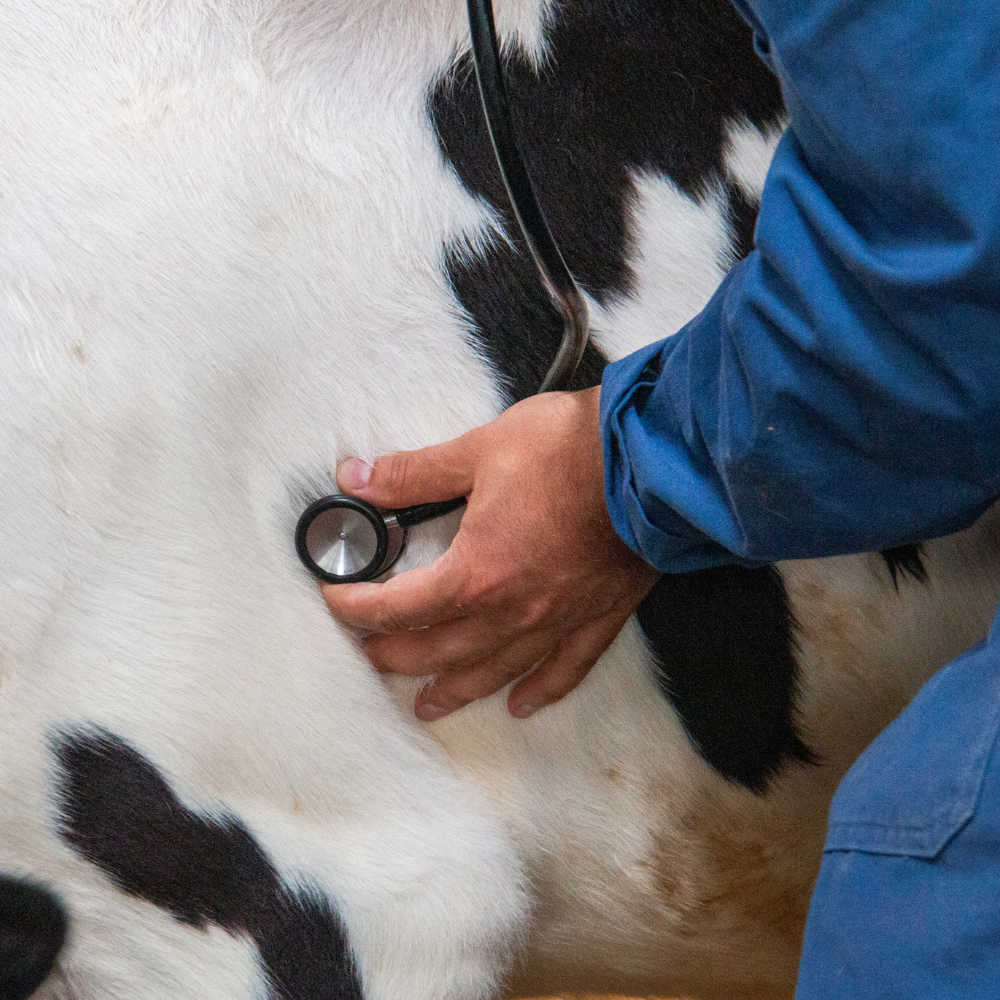 Afbeelding voor Kalvergezondheid:  Veel voorkomende problemen